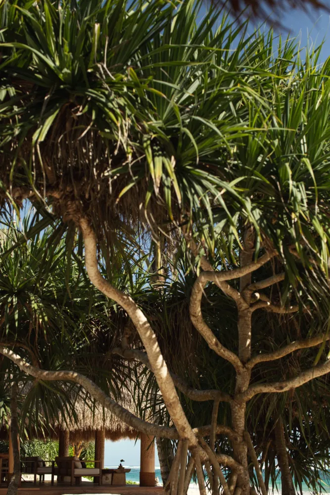 The Sanubari - Image 38