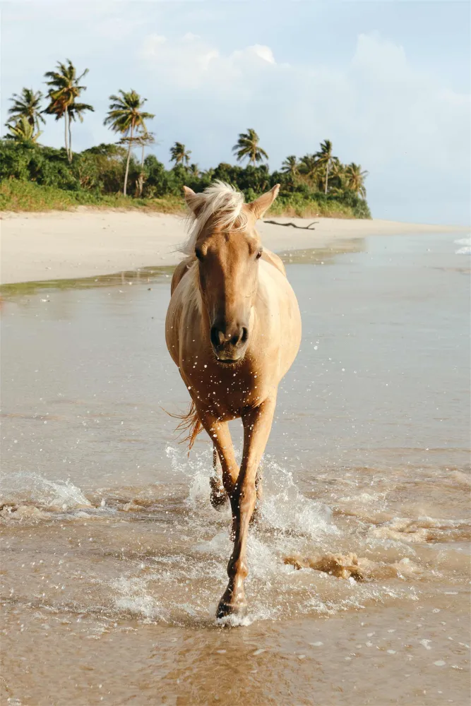 The Sanubari - Image 50