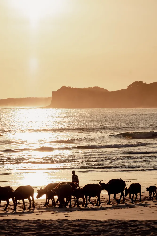 The Sanubari - Image 60